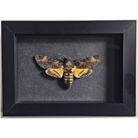 Framed - Death's-Head Hawkmoth II