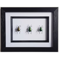 Image 1 of Framed - Frog-Legged Beetle Trio