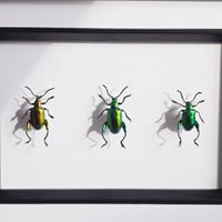 Image 2 of Framed - Frog-Legged Beetle Trio