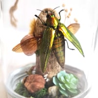 Image 2 of Metallic Jewel Beetle Woodland Hanging Mason Jar