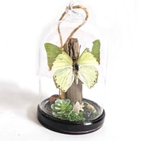 Image 1 of Ornate Green Charaxes Butterfly Woodland Hanging Cloche