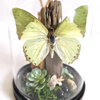 Image 3 of Ornate Green Charaxes Butterfly Woodland Hanging Cloche