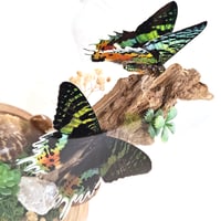 Image 3 of Madagascan Sunset Moth Pair Woodland Dome