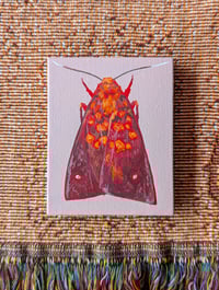 Original Moth Painting: Melese Intensa