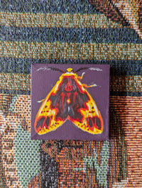 Original Moth Painting: Symphlebia Palmeri