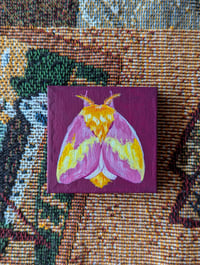 Original Moth Painting: Dryocampa Rubicunda