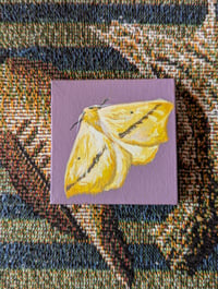 Original Moth Painting: Tetracis Crocallata