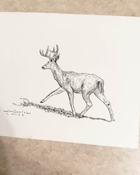 Image 1 of Deer Sketch