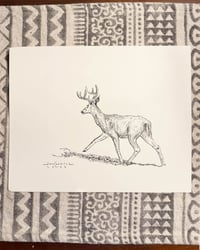 Image 2 of Deer Sketch