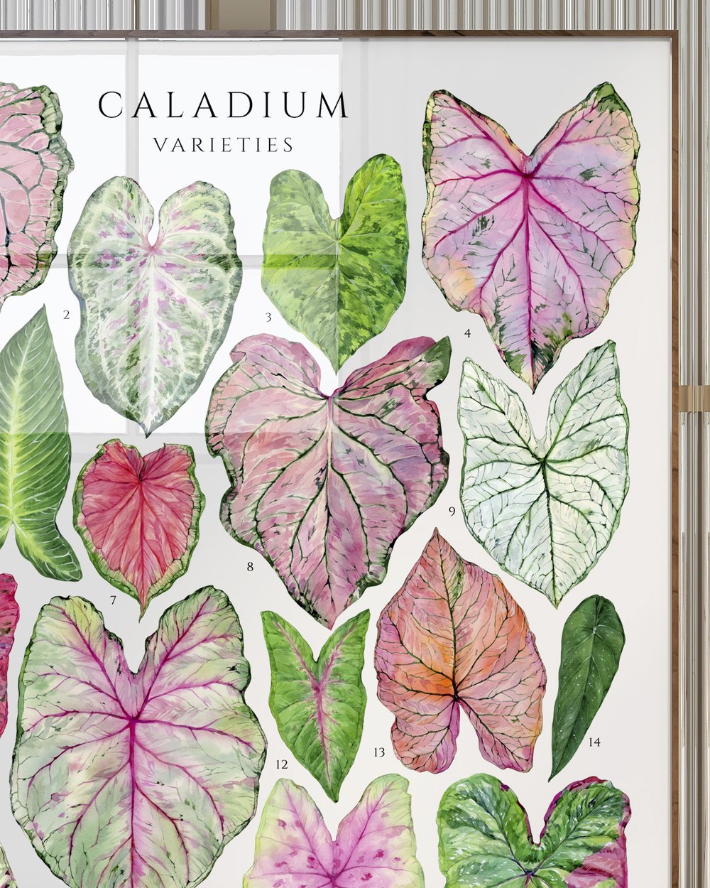 Caladium Varieties Poster arineillustrations