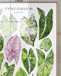 Image 7 of Syngonium Species Poster