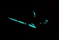 Image 2 of LEATHER FOX