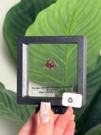 Image 15 of SMALL PYROPE GARNET X CHROME DIOPSIDE X ENSTATITE -AUSTRIA- CHOOSE YOUR OWN
