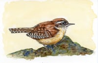Carolina Wren Watercolor & Pen