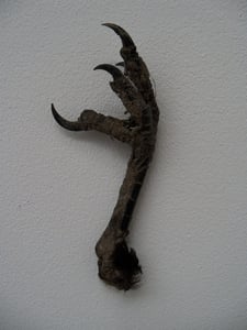 Image of Taxidermy Crow Foot Brooch/Necklace.