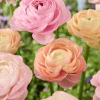 Image 1 of French Ranunculus Seeds - PAULINE PASTEL