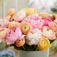 Image 2 of French Ranunculus Seeds - PAULINE PASTEL