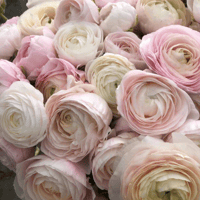 French Ranunculus Seeds - CHAMALLOW