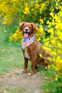 Image 2 of Dog Bandana - Wildflower Wonder