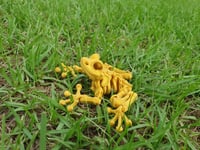 Image 3 of Skeleton Frog