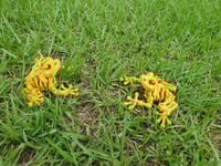 Image 4 of Skeleton Frog