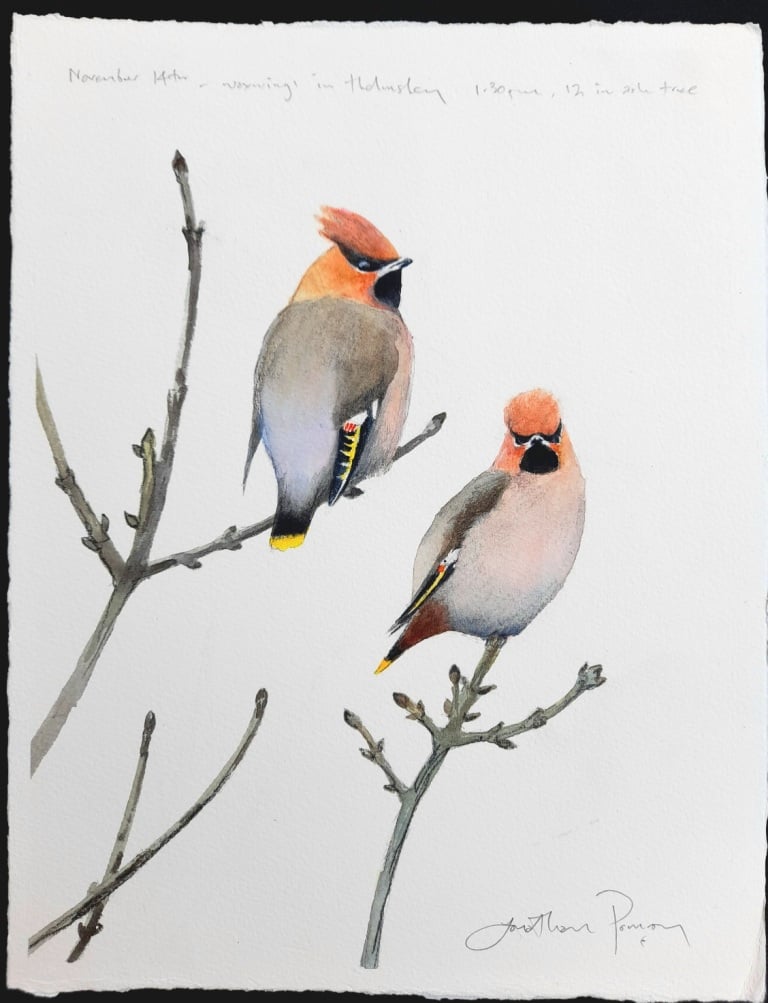 Image of Waxwings- November 14th