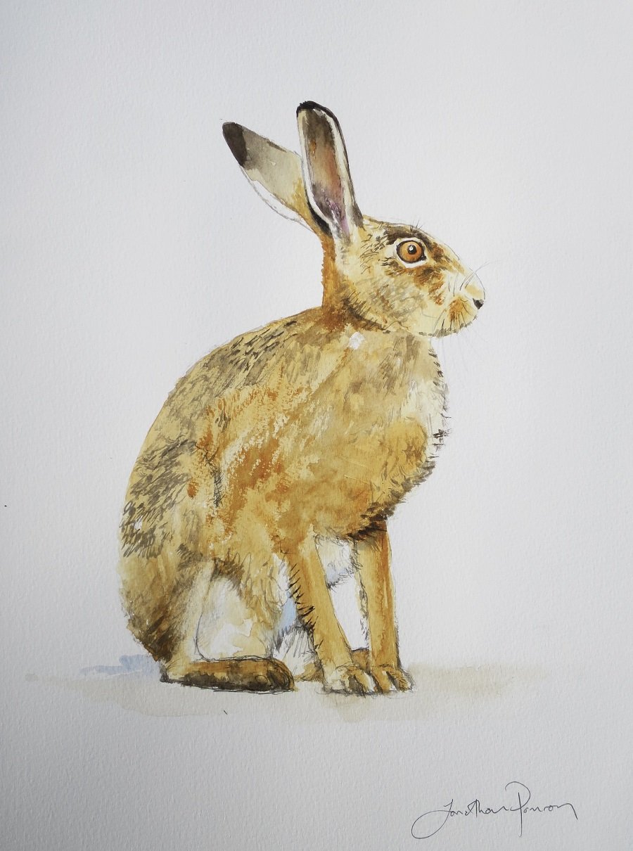 Image of Hare study