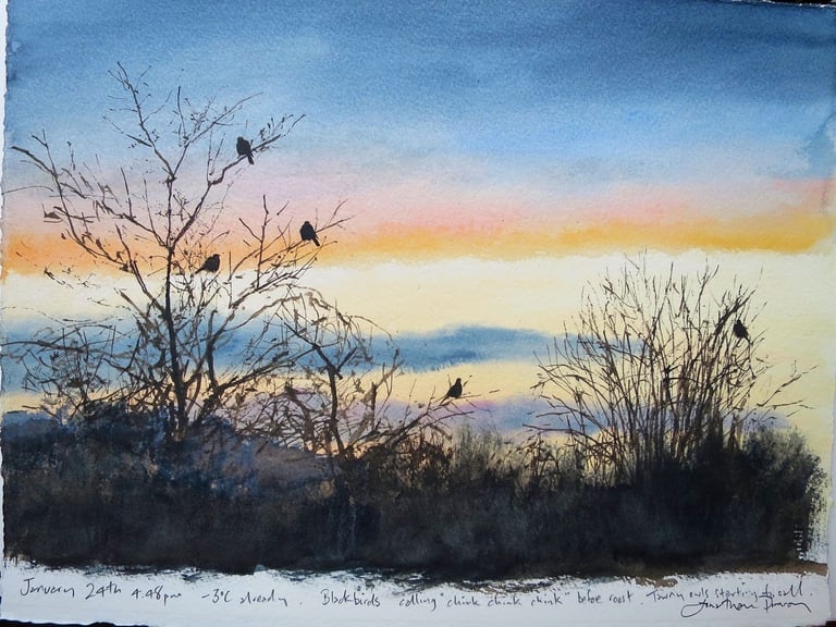 Image of January 29th- blackbirds going to roost