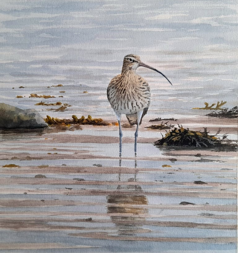 Image of Curlew-  Menai Straights, Anglesey.