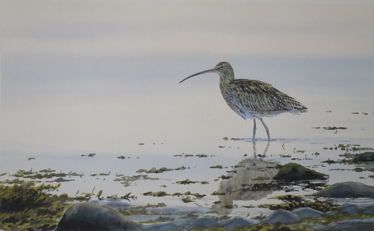 Image of Curlew at Penmon, Anglesey