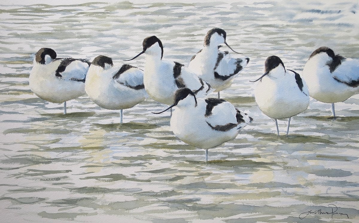 Image of Avocet flock at Cley, Norfolk 