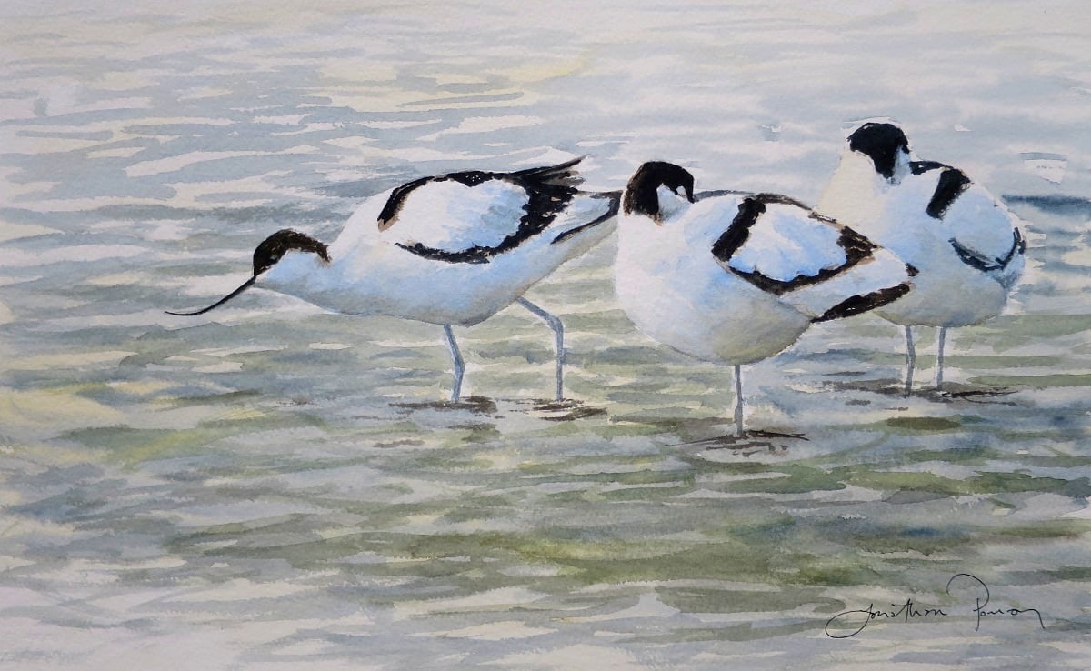 Image of Avocets at Cley, Norfolk 