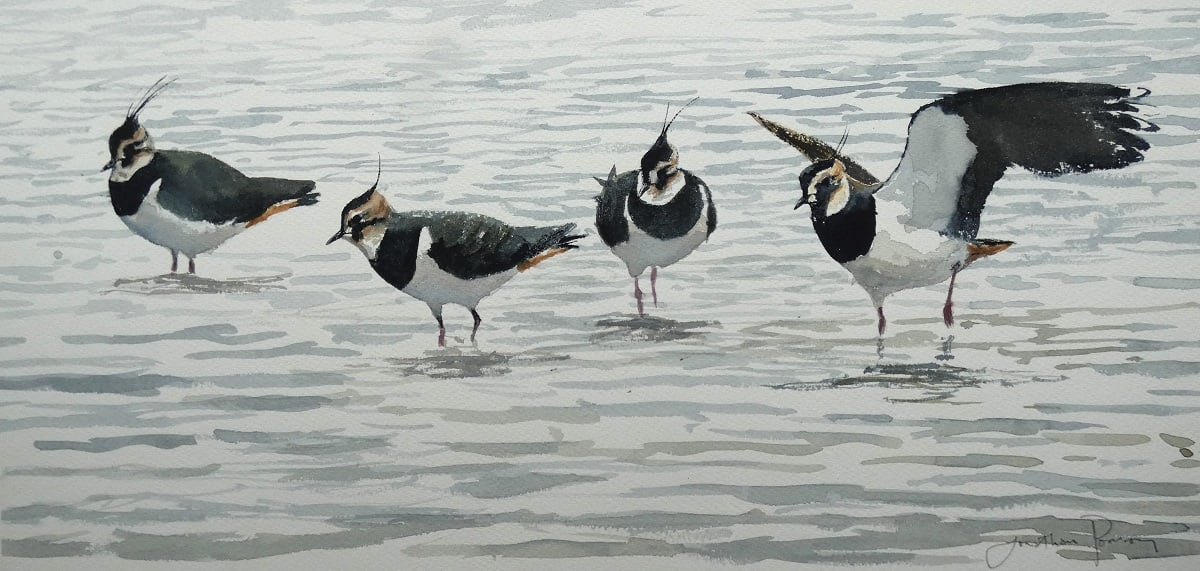 Image of Lapwing alighting