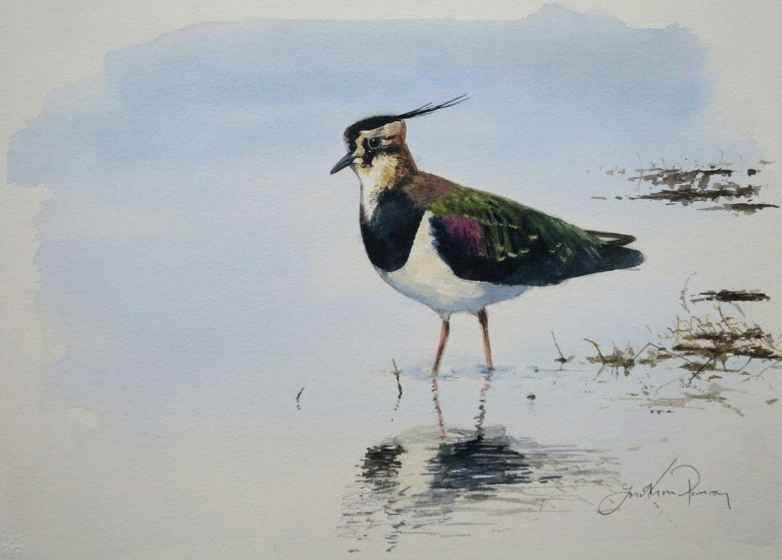 Image of Lapwing in low winter sunshine