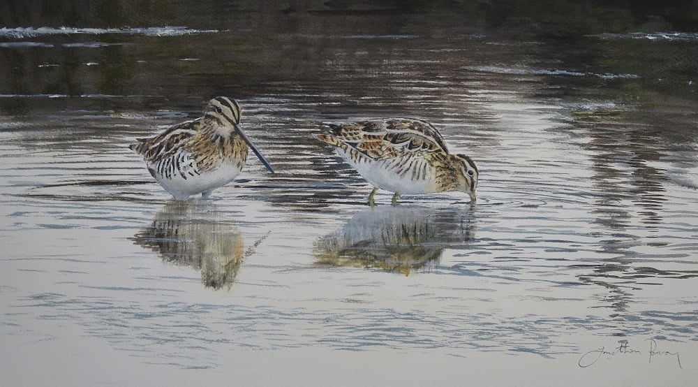 Image of Snipe feeding