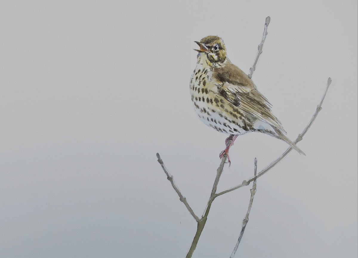 Image of Song thrush singing