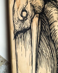Image of Pelican