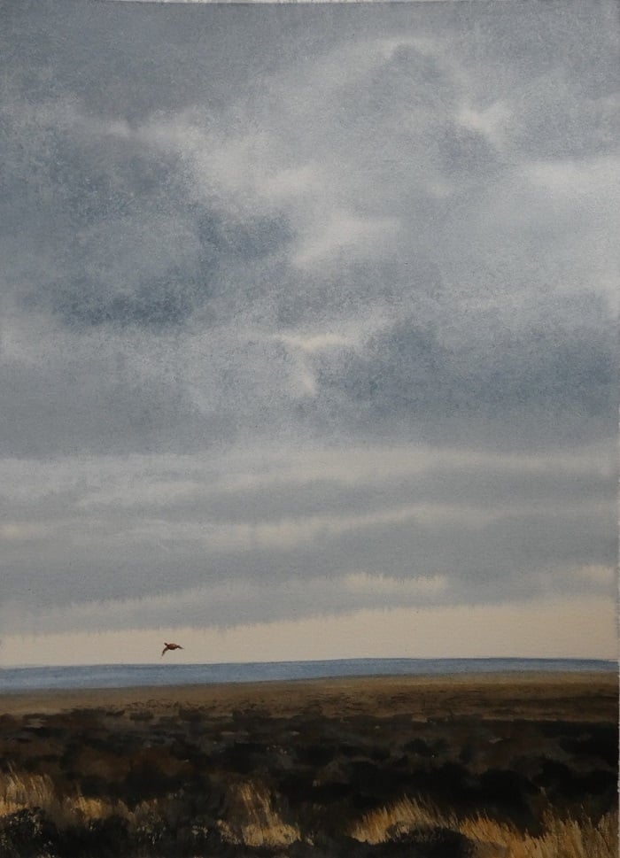 Image of Red grouse near Wheeldale, North York Moors