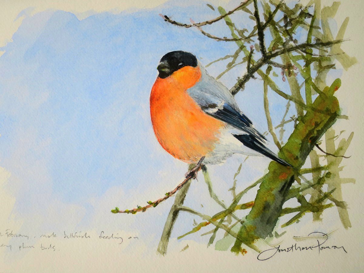 Image of Male bullfinch in cherry plum