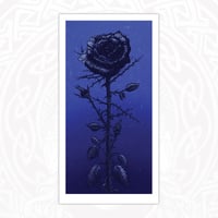 Midnight Rose