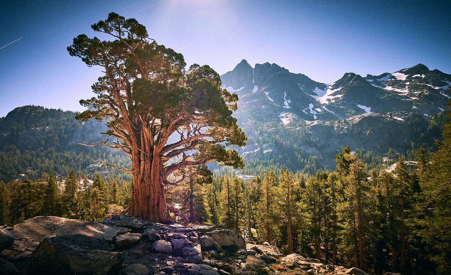 Self Portrait As A Tree, Bathing In Mountain Moonlight.
