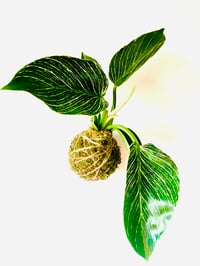 Philodendron Birkin Kokedama 