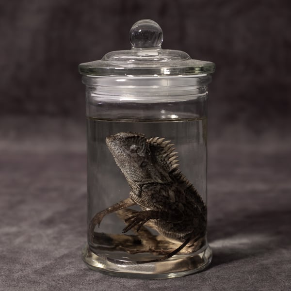 Image of Chameleon Forest Dragon Wet Specimen 02