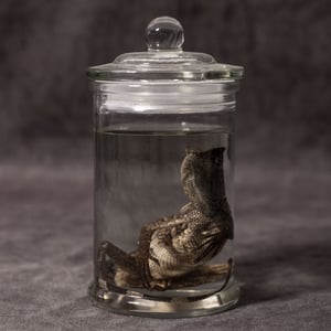 Image of Chameleon Forest Dragon Wet Specimen 02