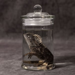 Image of Chameleon Forest Dragon Wet Specimen 02