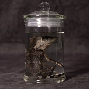 Image of Chameleon Forest Dragon Wet Specimen 02