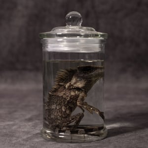 Image of Chameleon Forest Dragon Wet Specimen 02