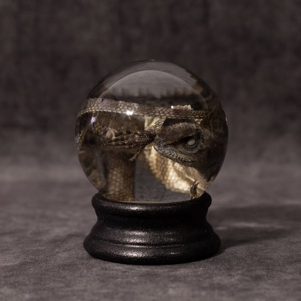 Image of Chameleon Forest Dragon Wet Specimen 03