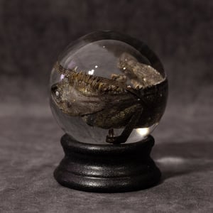 Image of Chameleon Forest Dragon Wet Specimen 03