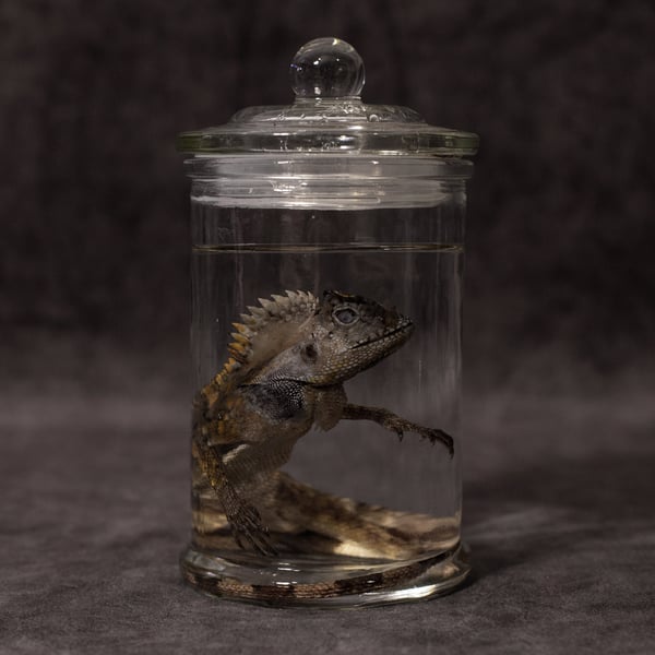 Image of Chameleon Forest Dragon Wet Specimen 04